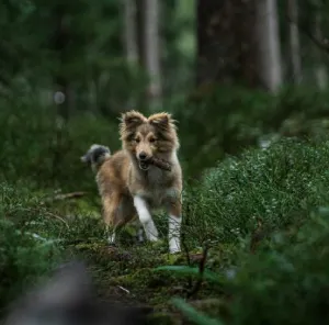 chien_foret_baton_gite_terres_d_opale